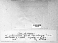 Pucciniastrum epilobii image